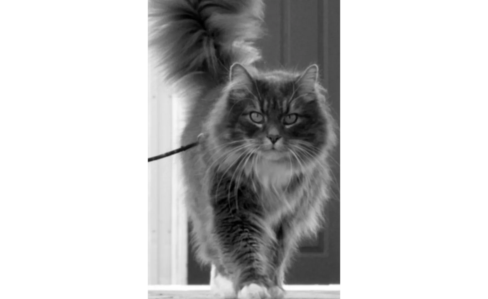 B&W photo of a cat walking
